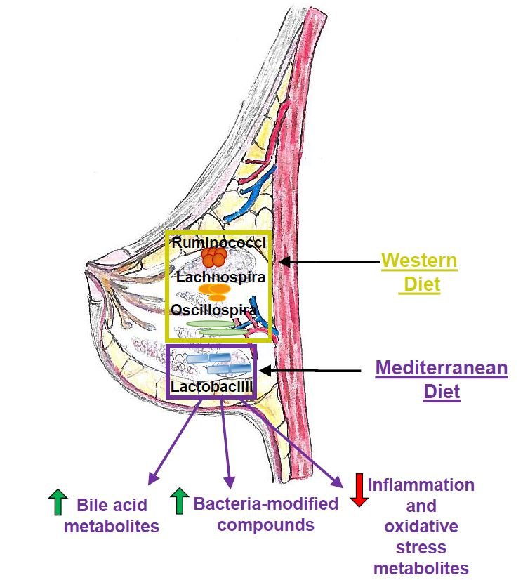 Calo dei metaboliti pro-infiammatori durante la dieta mediterranea
